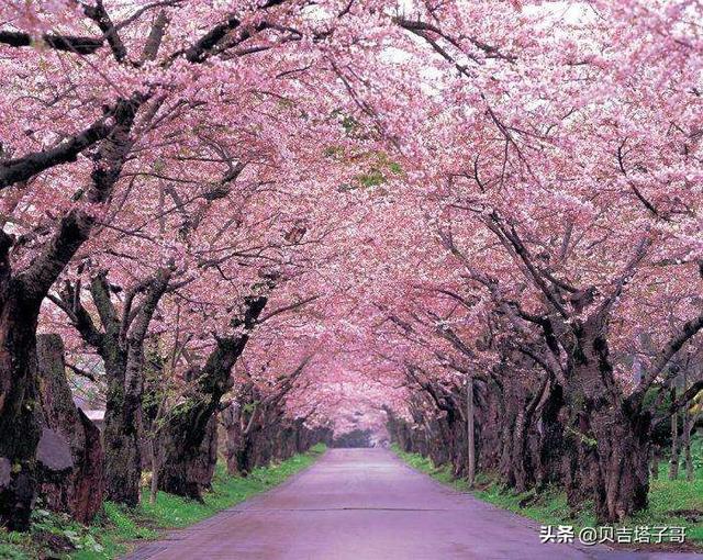 樱花树是凶树还是吉树_樱花树是凶树还是吉树图片