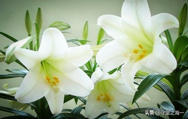 有趣的植物作文300字_有趣的植物作文300字优秀