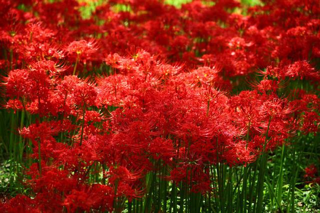 曼珠沙华花图片_曼珠沙华花长什么样