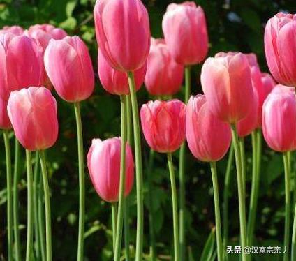 红色的郁金香花语是什么_红色郁金香的气味