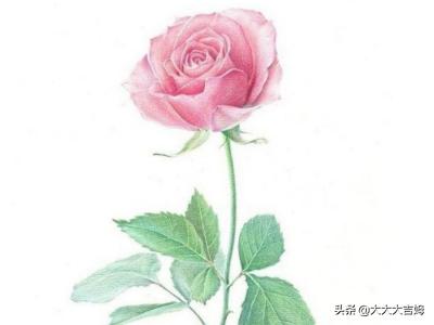 玫瑰花粉色的图片唯美_玫瑰粉色是什么颜色的图片