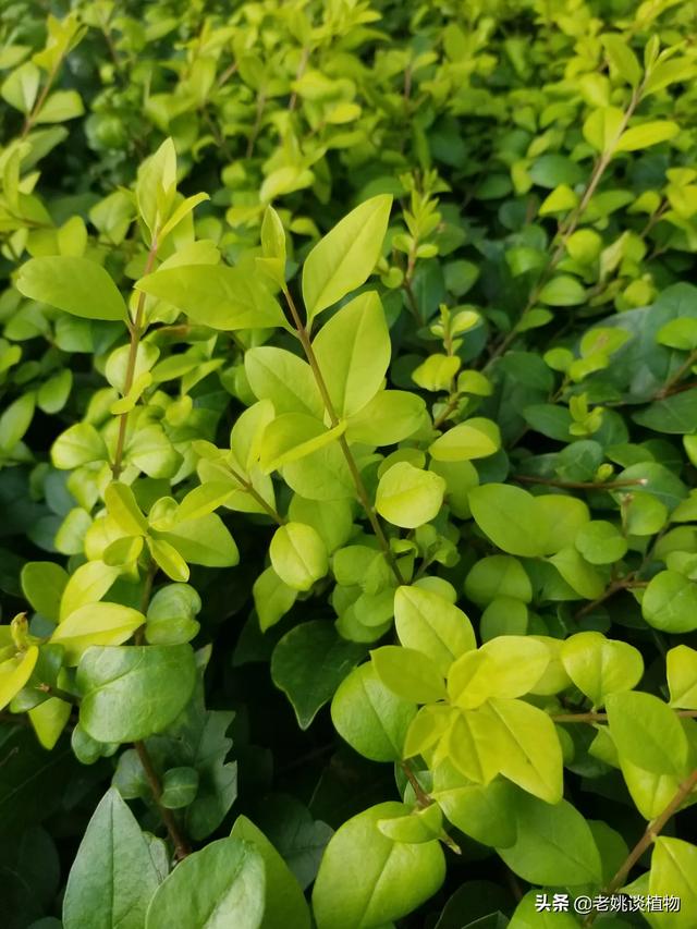 金叶女贞的功效与作用（金叶女贞果实作用是什么）