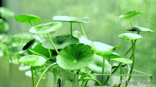 铜钱草致癌原因_铜钱草的毒性