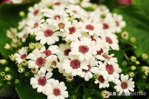 鲜花花束图片实拍_鲜花花束搭配花语大全图