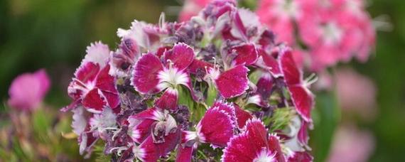 石竹花的花语是什么_石竹花的意义