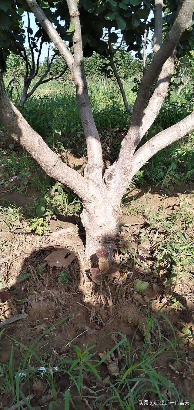 名贵中药材树木_名贵药材树种