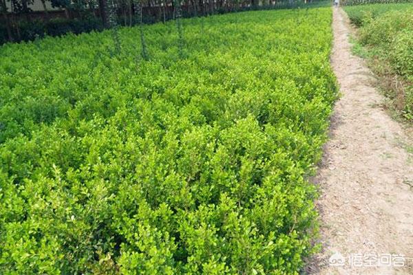 小叶女贞造型树养护方法（小叶女贞造型树养护方法图片）