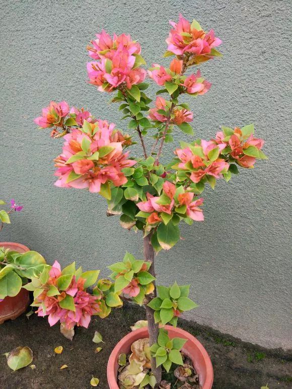 所罗门三角梅图片（所罗门的养殖方法和注意事项）