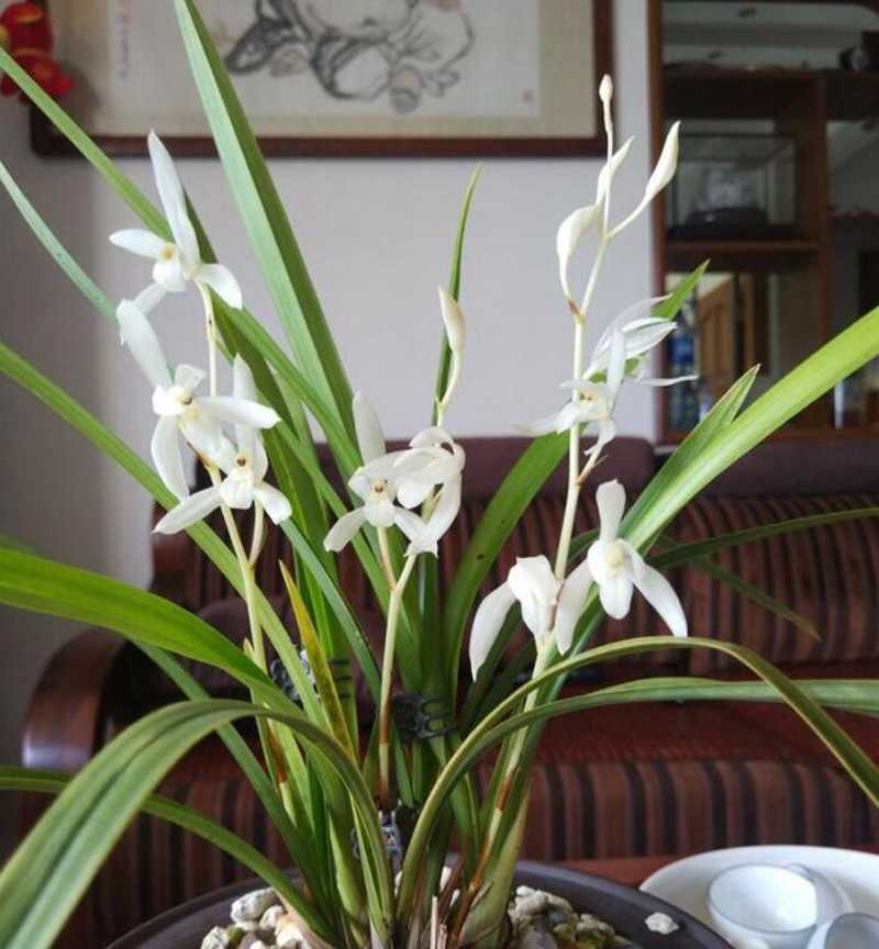 兰花怎样养殖的方法（兰花的养殖方法(超详细入门篇)）