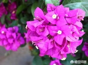 三角梅的养殖方法和注意事项的养殖方法