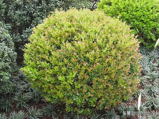 小叶黄杨百度百科（小叶黄杨怎么养殖方法）