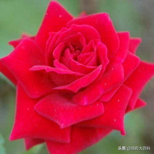 花的短句唯美(花的简短句子)