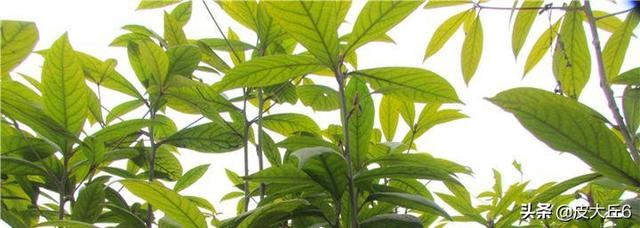 金丝楠木产地在哪（金丝楠木产区产地）