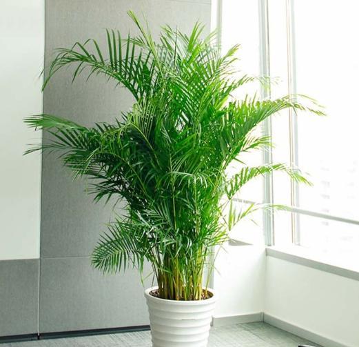 凤尾竹的风水作用