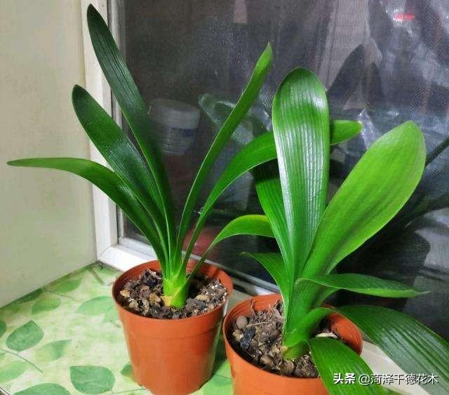 君子兰值钱吗（君子兰值钱吗图片）