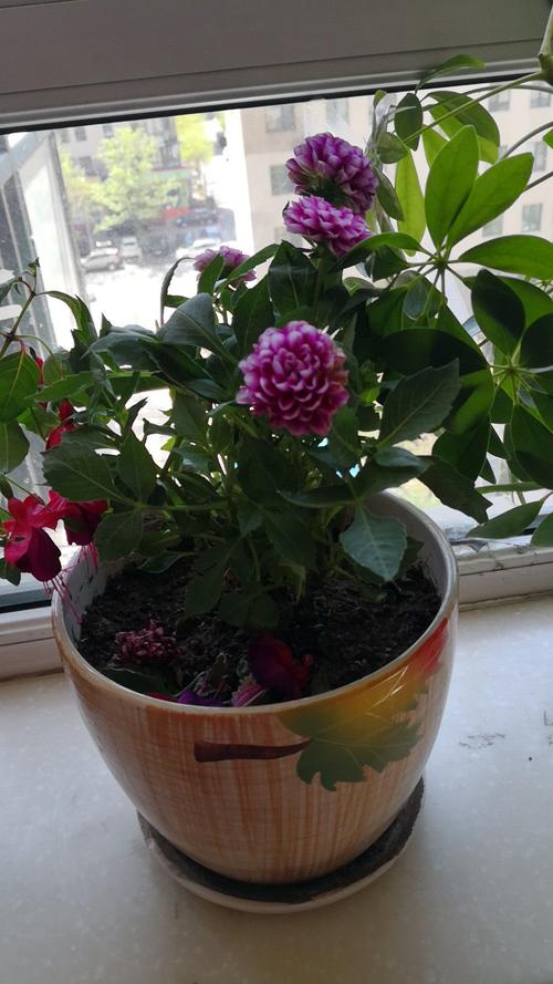 芍药不开花的解决办法（芍药不开花是真的吗）