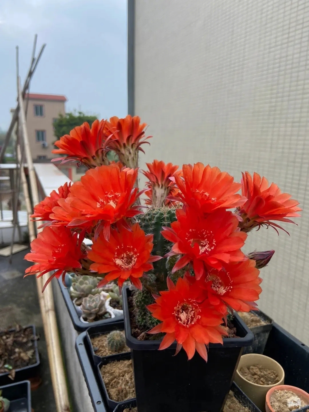 仙人球开花图片大图（仙人球开花图鉴）