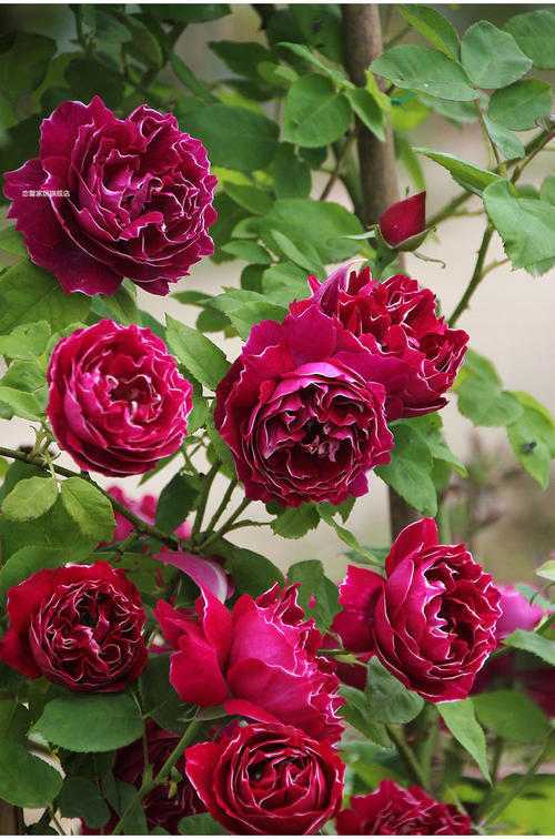 秋季月季花的养殖方法和注意事项