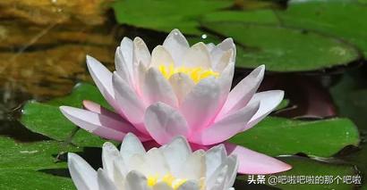 植物传播种子的方法是(什么植物种子的传播方式有哪些)