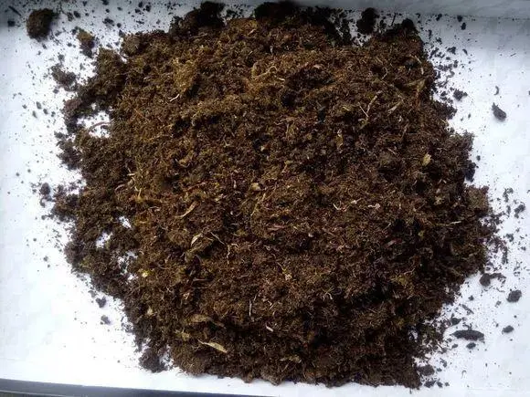 海棠养殖方法和注意事项（鳟鱼海棠养殖方法和注意事项）