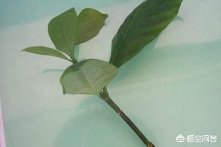 栀子花怎么插枝才能活（栀子花的插法）