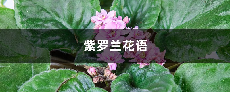 紫罗兰花语及图片（紫罗兰花语花语）
