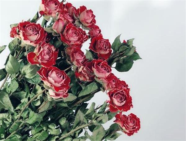 食用玫瑰花怎么晒干（玫瑰花如何晒干花）