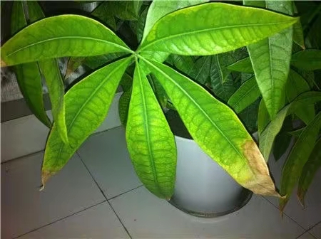 发财树叶子发黄怎么挽救（发财树叶子变黄怎么办教你6个解决方法轻松搞定）