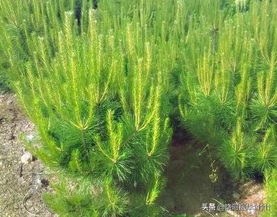 油松苗照片（油松树苗）
