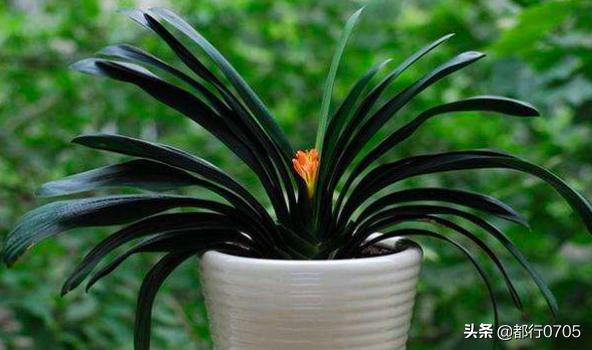 君子兰夹箭应该怎么办