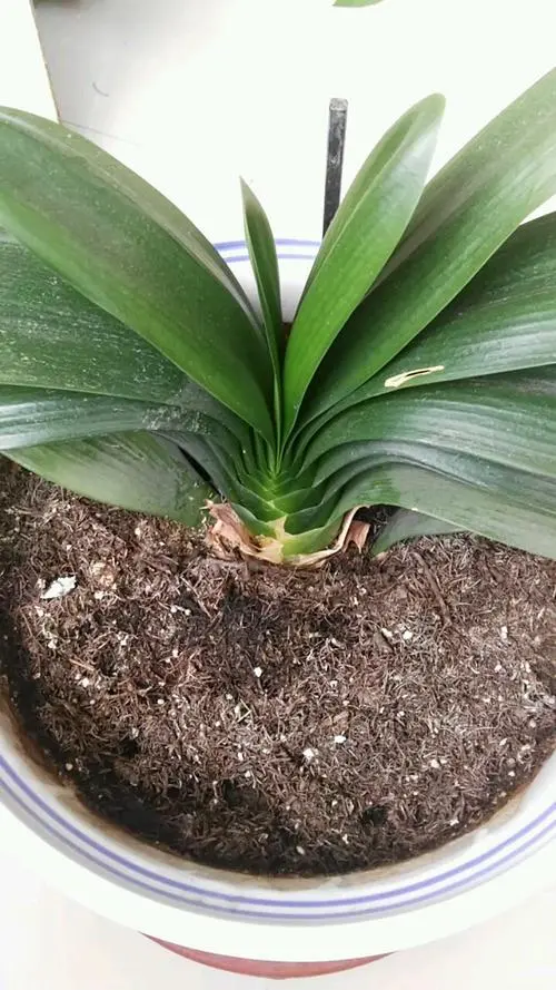 君子兰怎么养养护（君子兰怎么养养护方法）