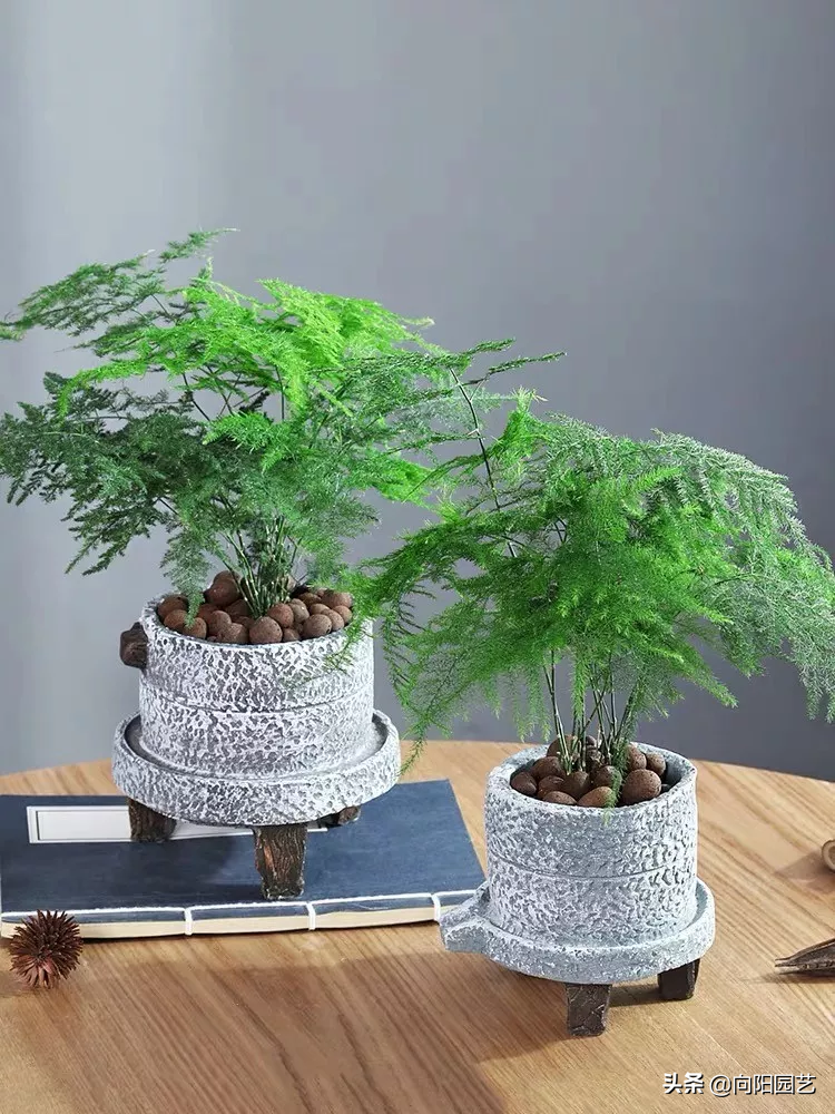 文竹用什么肥料最好（文竹用什么肥才能长的旺盛）