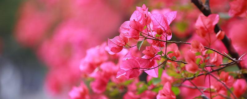 深圳市巿花（深圳花加）