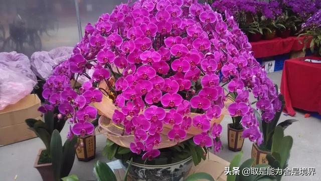 蝴蝶兰花专用营养土（蝴蝶兰 营养土）