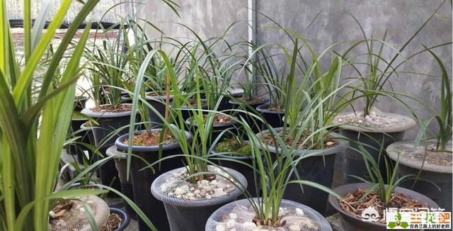 兰花对土壤的要求（兰花对土壤的要求有哪些）