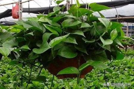 啤酒浇绿萝的正确方法（啤酒浇绿萝的正确方法图片）