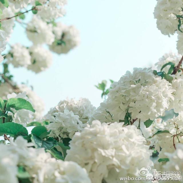 世界上公认最美的花（世界上最美的20种花）