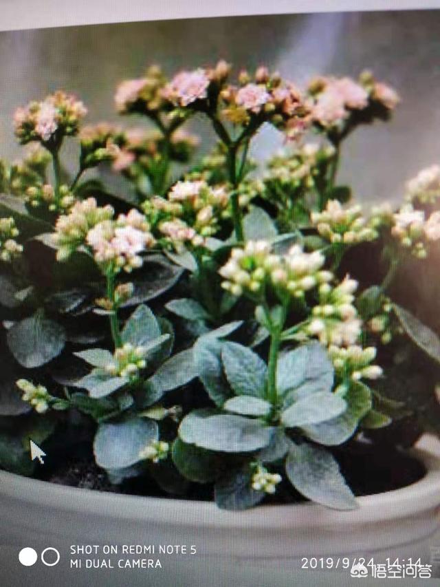 母亲一般喜欢什么花