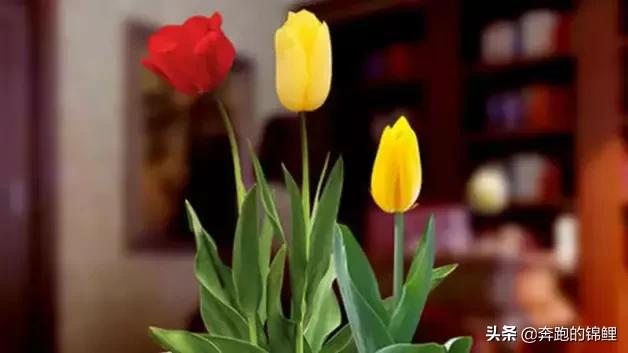 郁金香有毒吗 适合室内插吗（郁金香有毒不能种在家里）