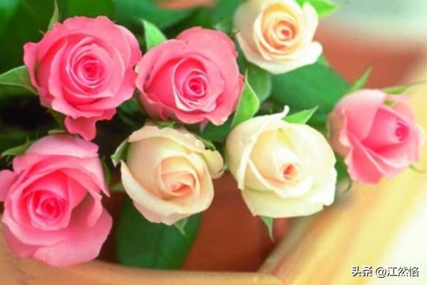 送花送11朵玫瑰代表什么意思