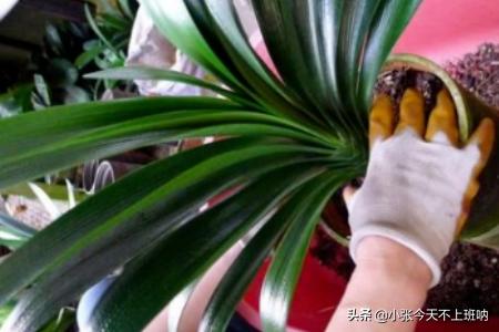 君子兰怎么养换土（君子兰怎样换土和注意事项）