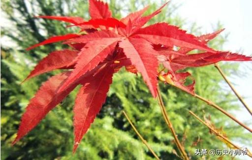 红枫树的种植方法和时间