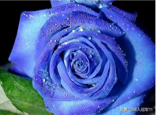 蓝色妖姬玫瑰花语大全（蓝色妖姬玫瑰花花束图片）