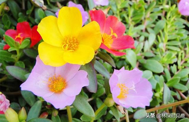 太阳花叶子外形特点(太阳花叶子外形特点描写)