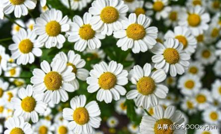 最近很火的小雏菊什么意思（小雏菊又名）