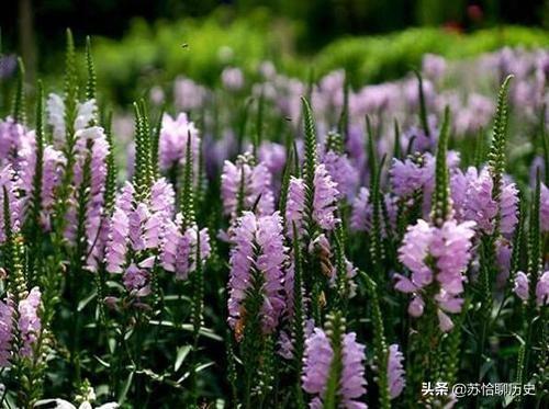 有毒花名单(23种有毒花)