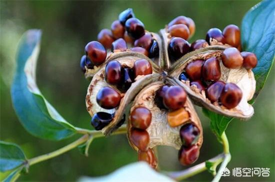 怎样种植牡丹花种子（怎样种植牡丹花种子呢）
