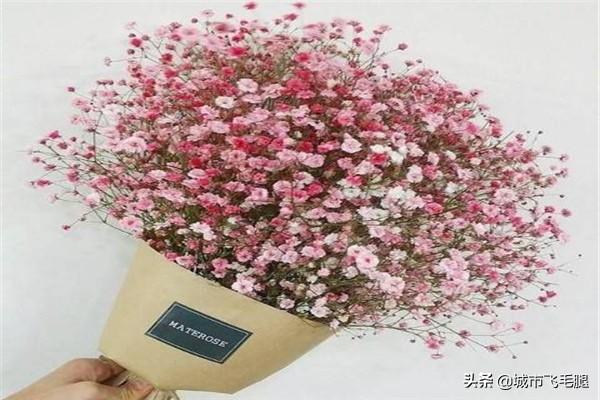 满天星如何种植方法（满天星怎么种植方法）