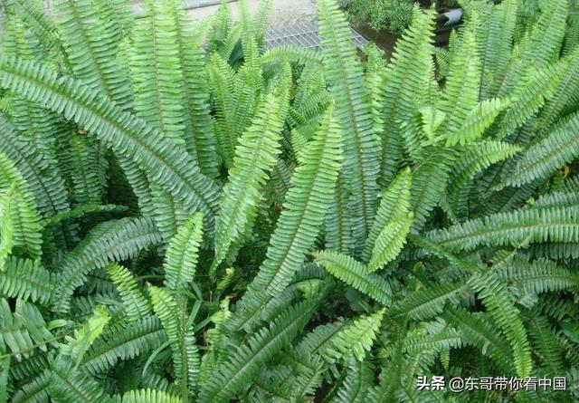 蕨类植物可以养在室内吗(蕨类植物可以在家养吗)
