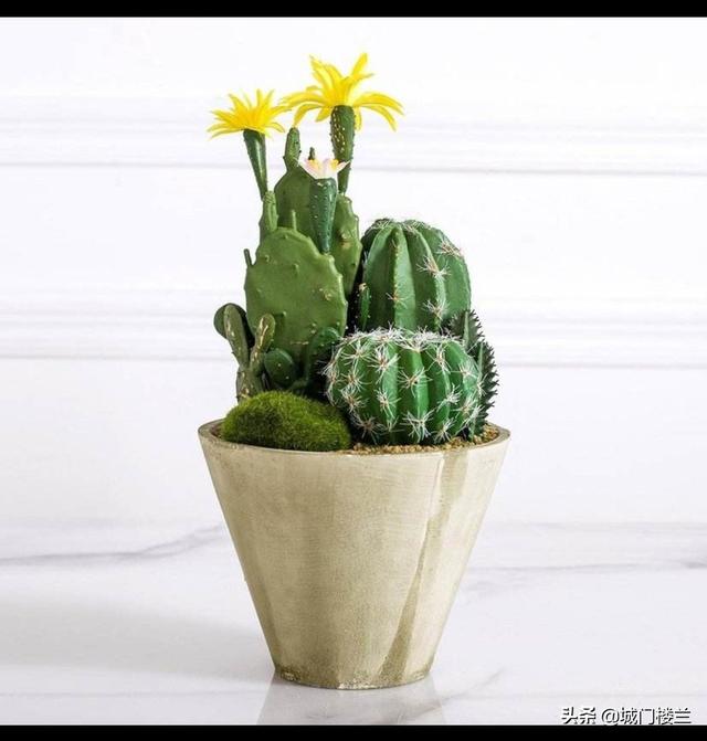 植物300作文免费可抄(植物 300字作文)